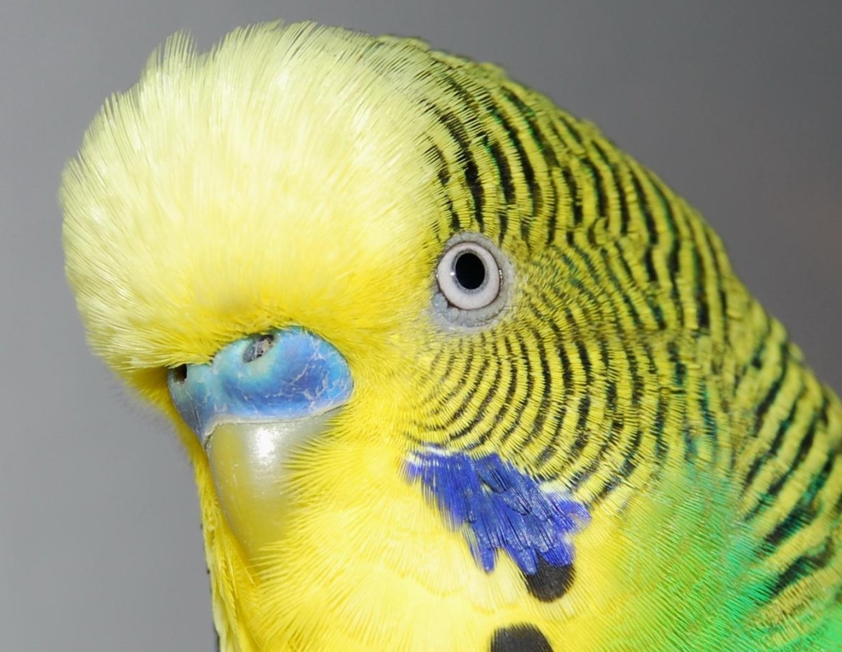 Волнистый попугай лаймового цвета