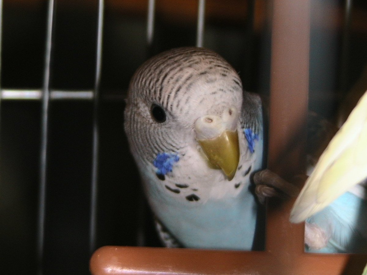 Восковица на клюве