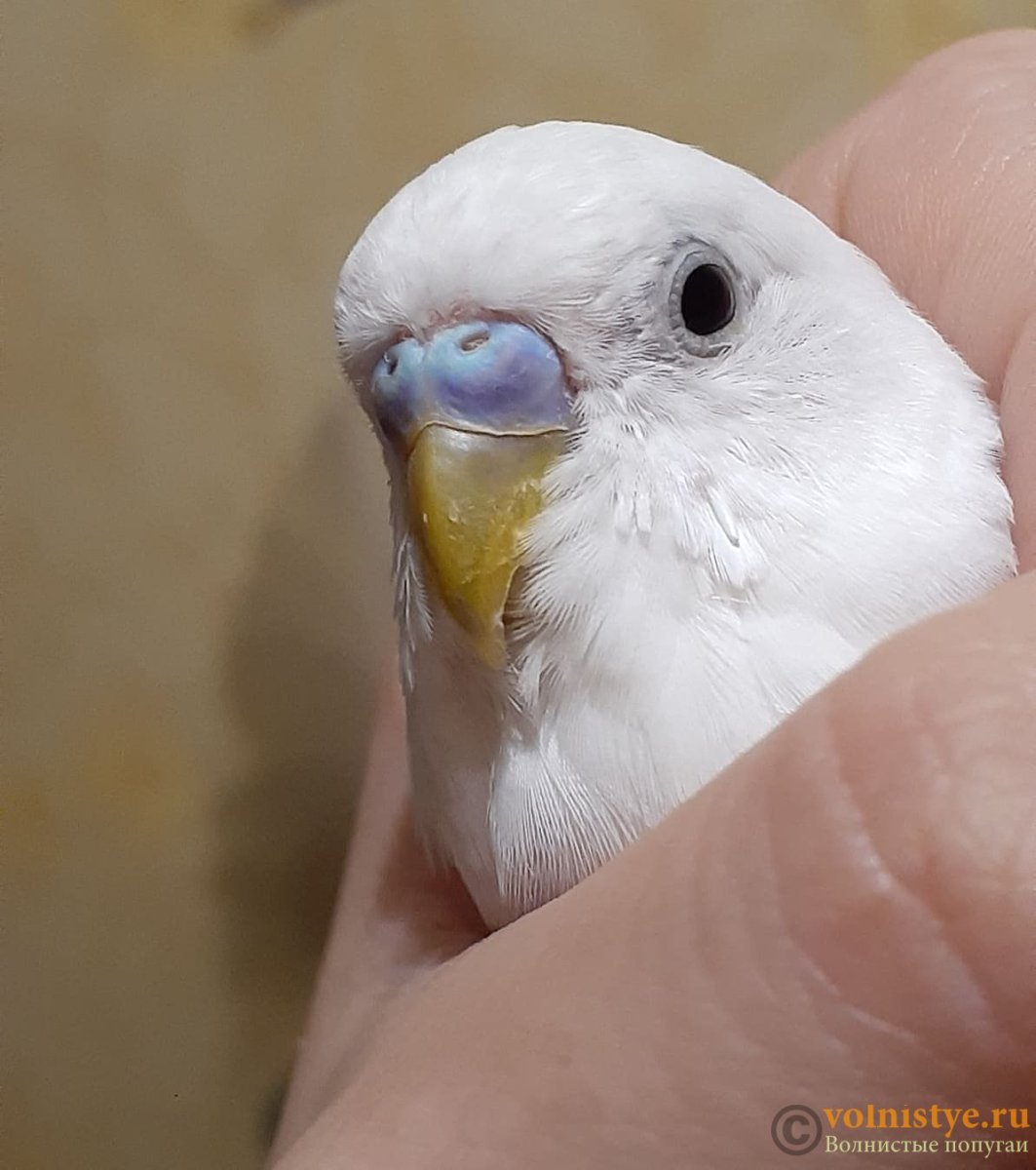 У волнистого попугаю треснул клюв