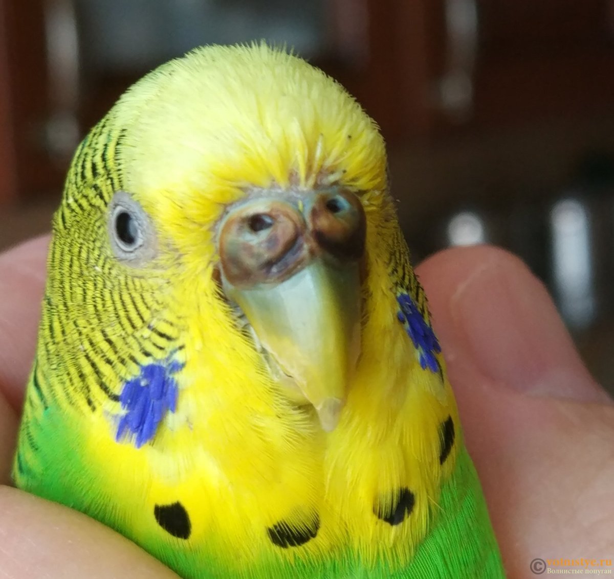 Наросты на клювике волнистого попугая