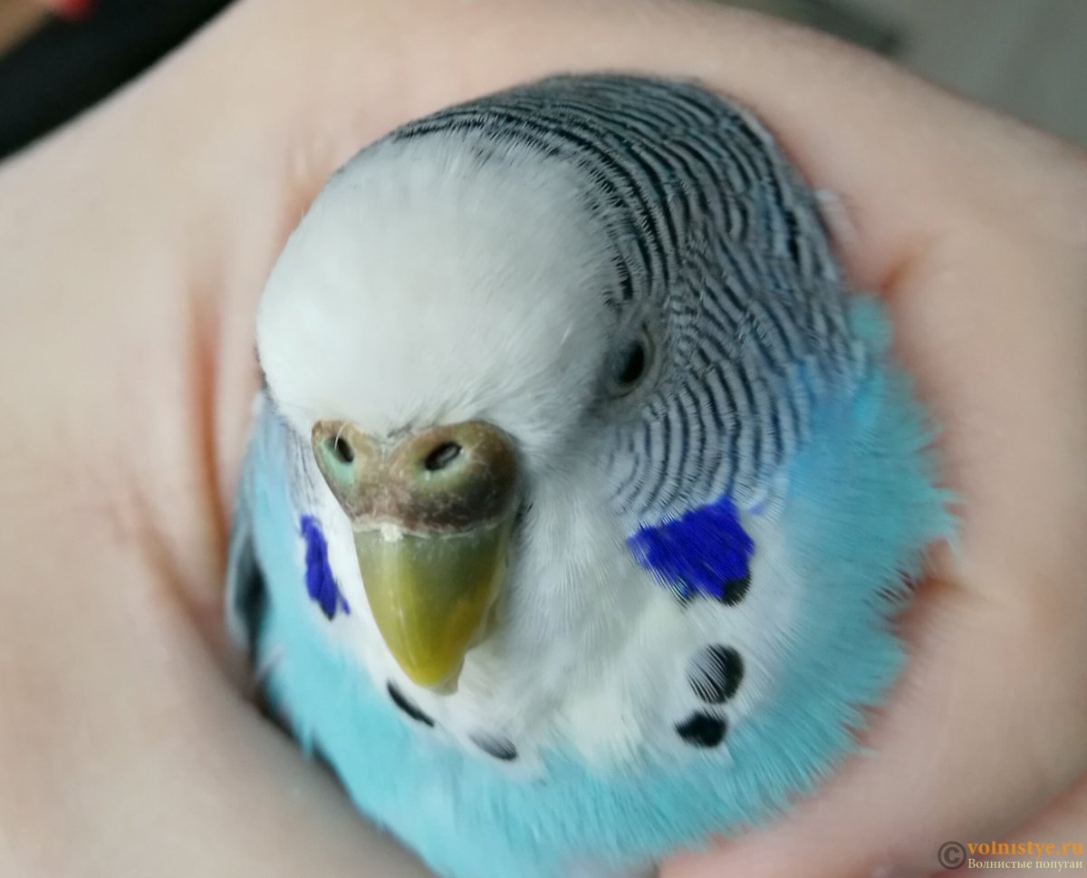 Восковица самочки волнистого попугая