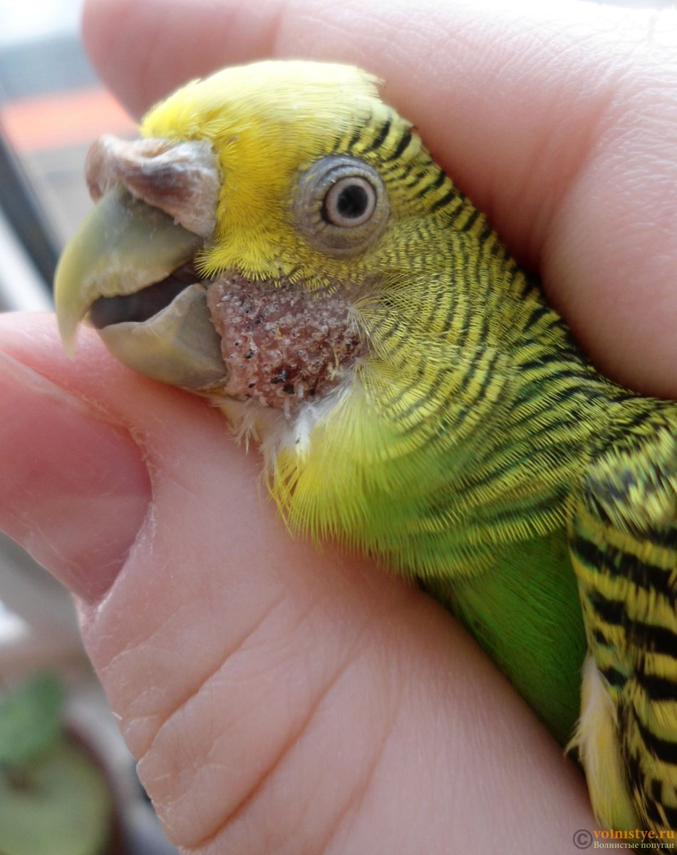 Сухая восковица