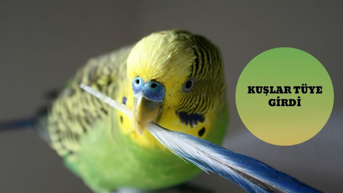 Коричневая восковица у волнистого попугая