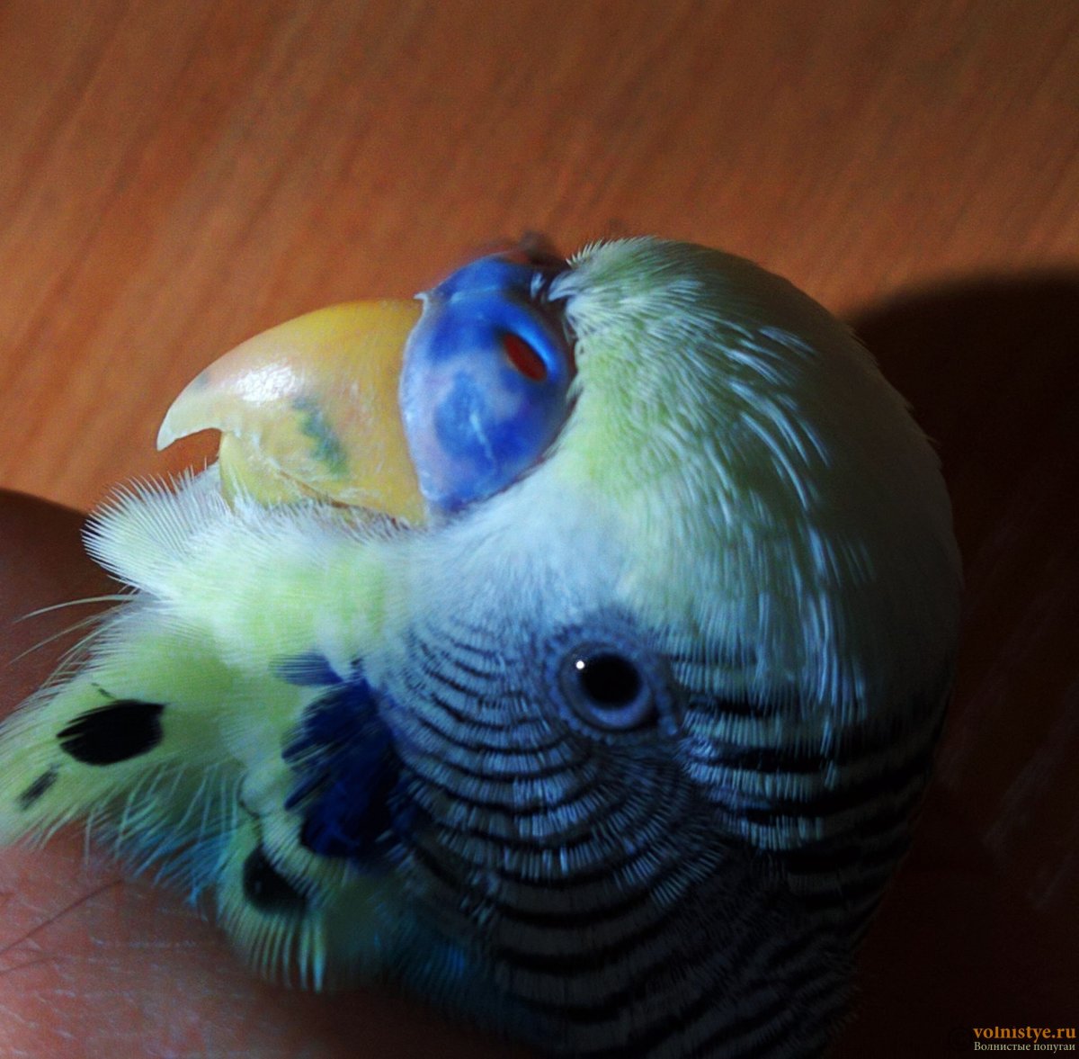 Гиперкератоз восковицы