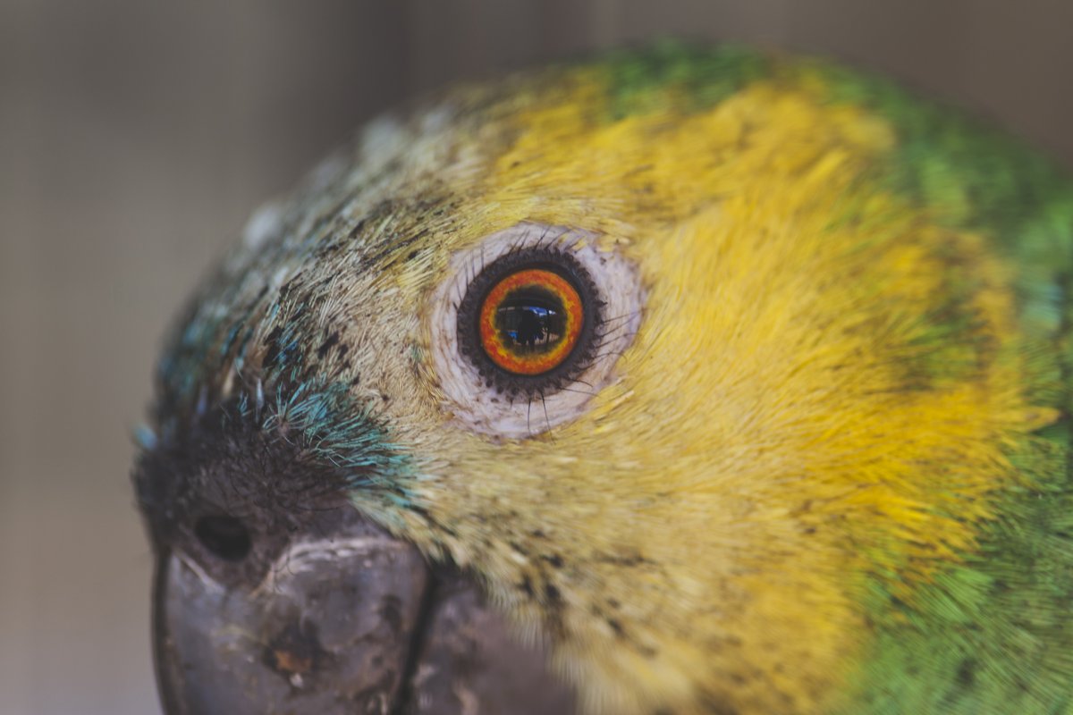 Зрение птиц