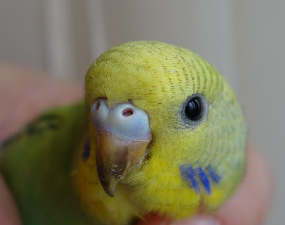 Восковица у волнистого попугая самца