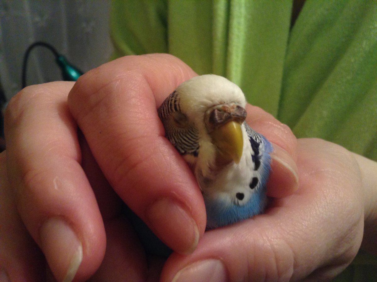 У волнистого попугая кровь из клюва