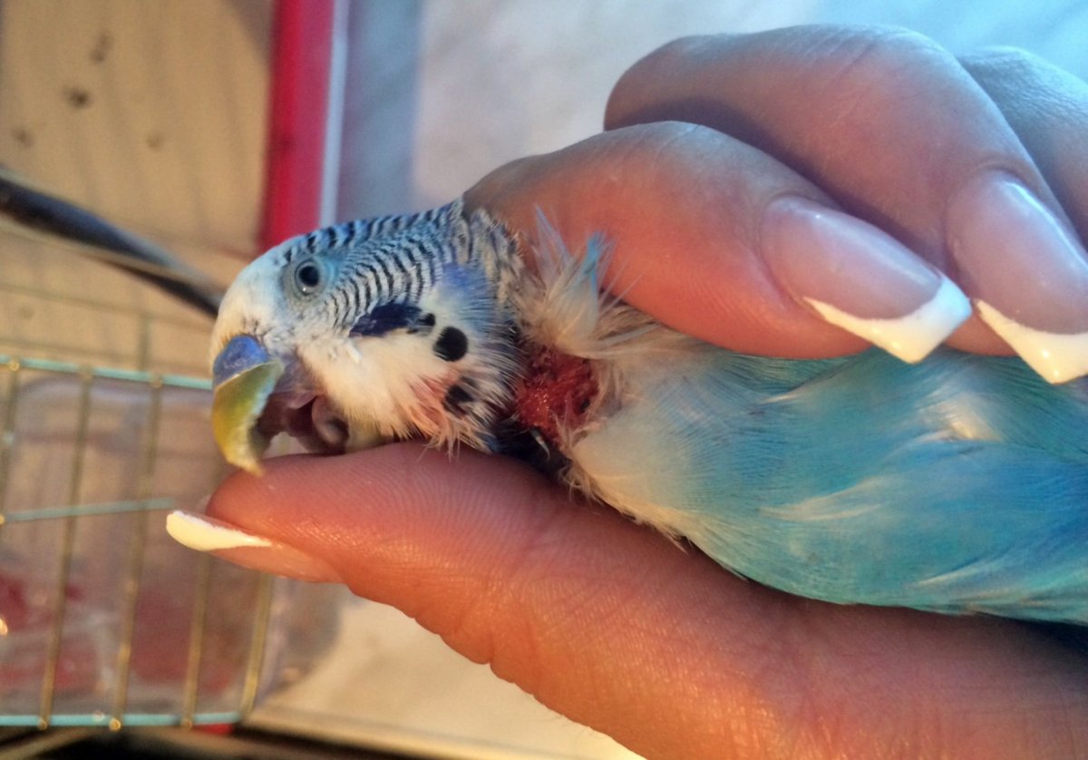 Зоб у волнистого попугайчика