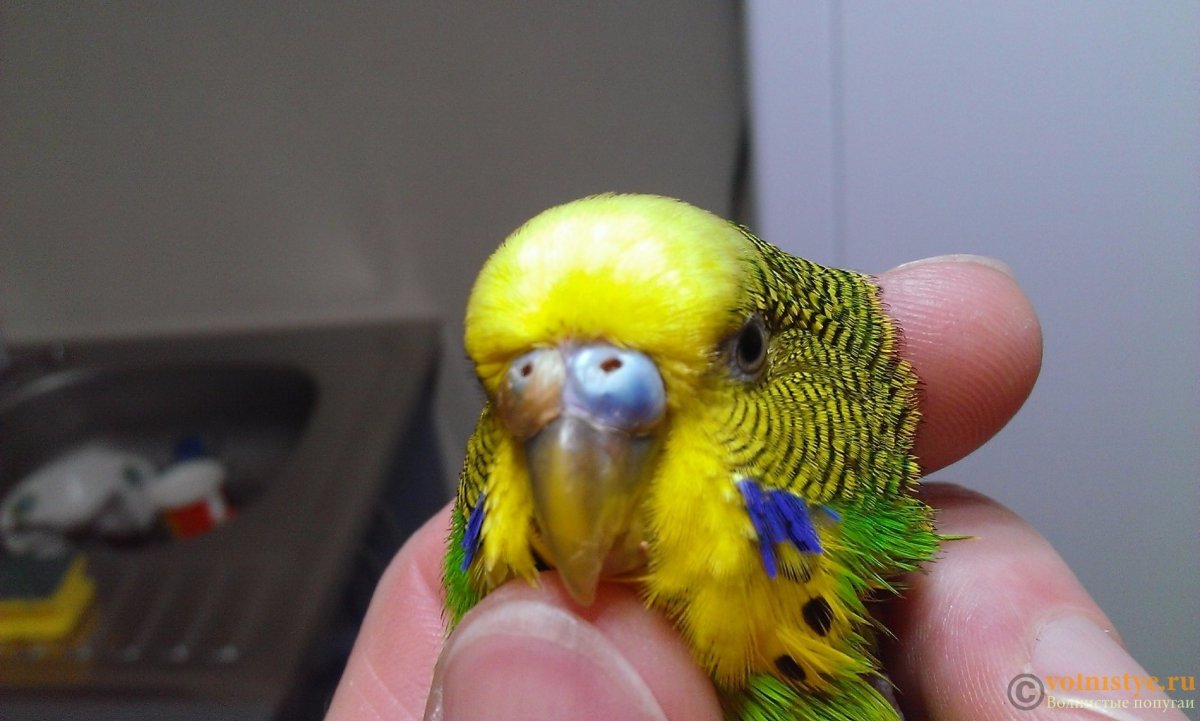 Восковица у попугая