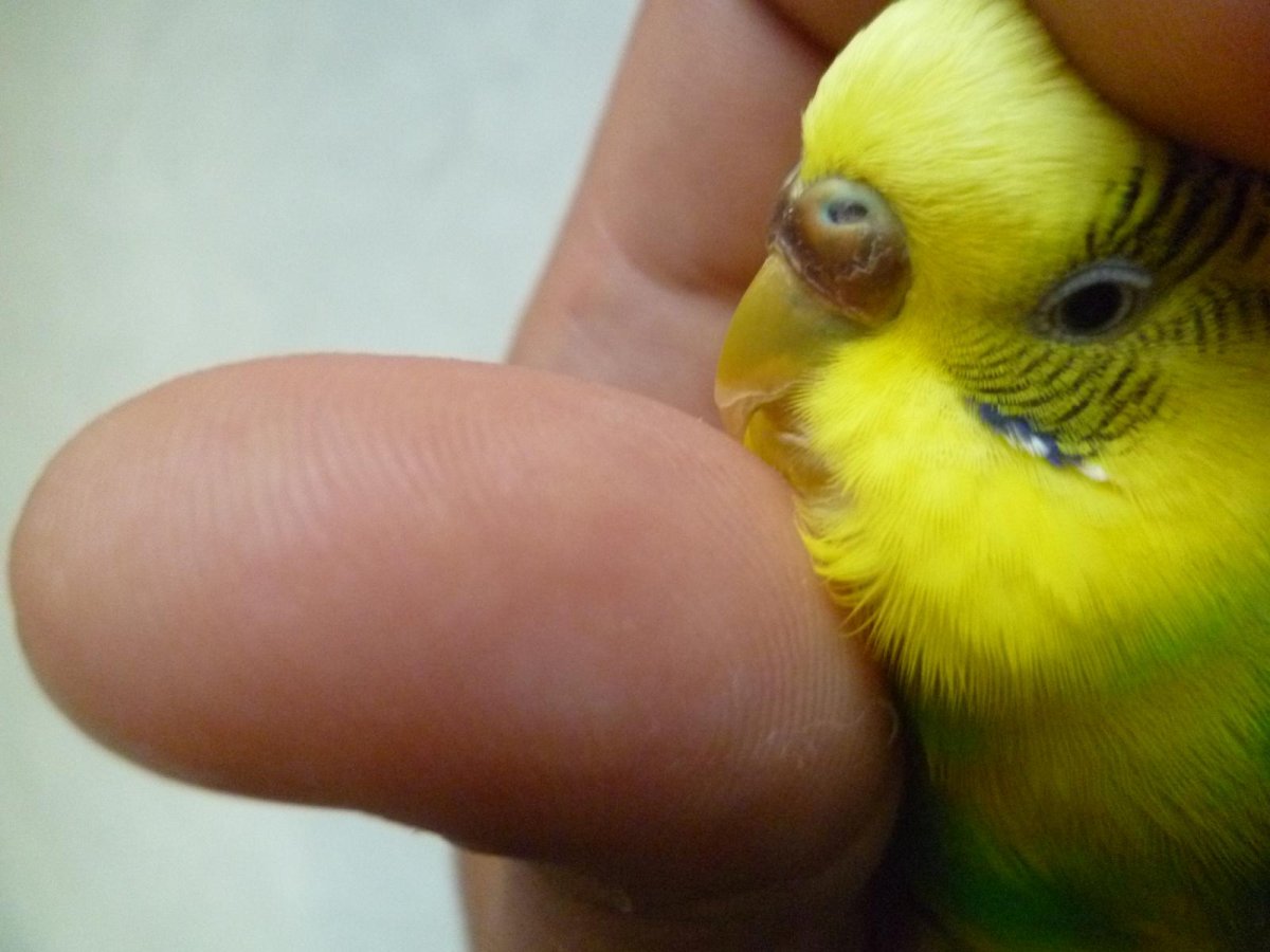 Восковица волнистого попугайчика