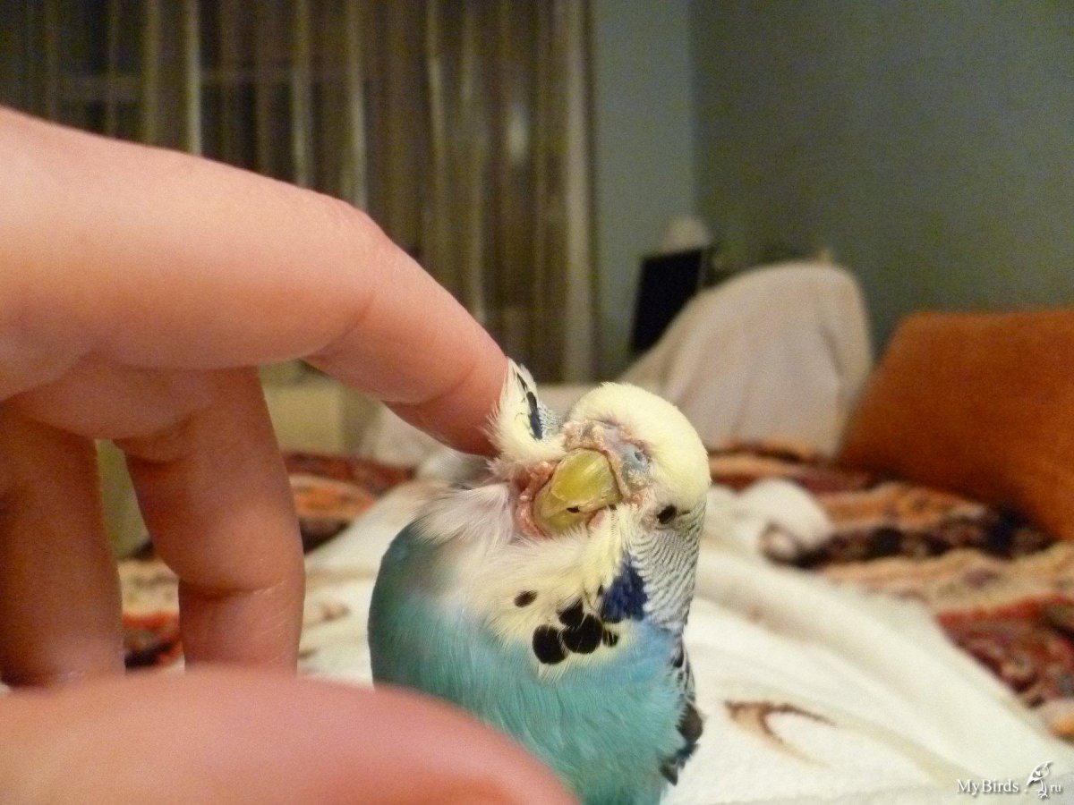 Нарост на восковице у волнистого попугая