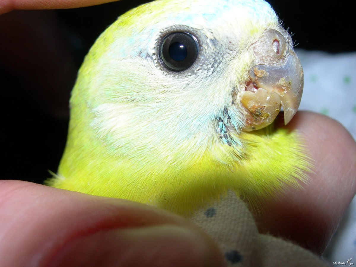 Клюв волнистого попугая норма