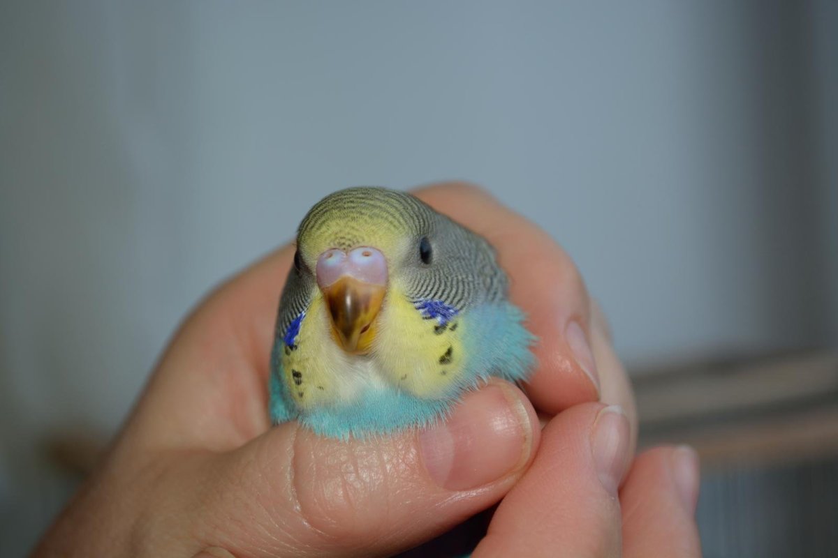 Восковица птенчиков мальчиков волнистого попугая