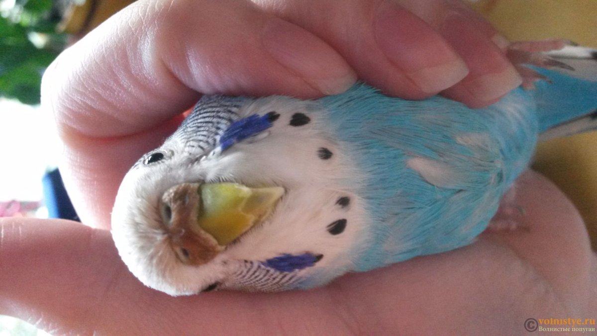 Слоится клюв у волнистого попугая