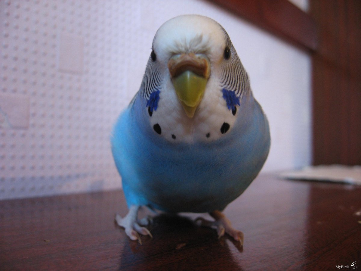 Волнистый попугай Яша