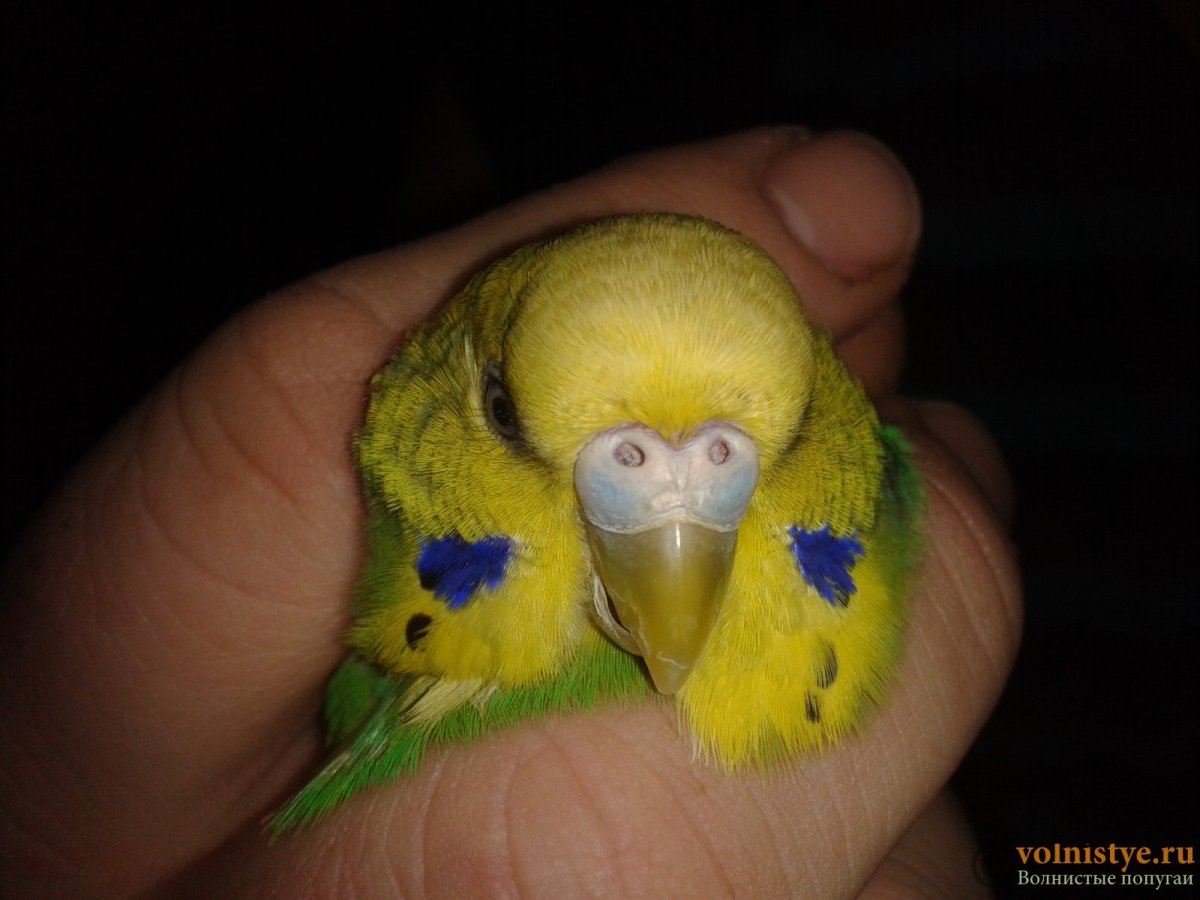 Восковица у волнистых попугаев пол