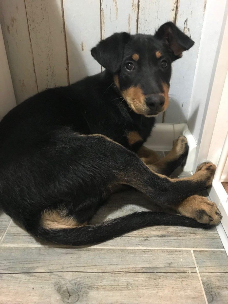 Метис добермана и дворняги