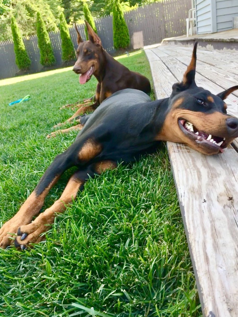 Доберман и немецкая овчарка