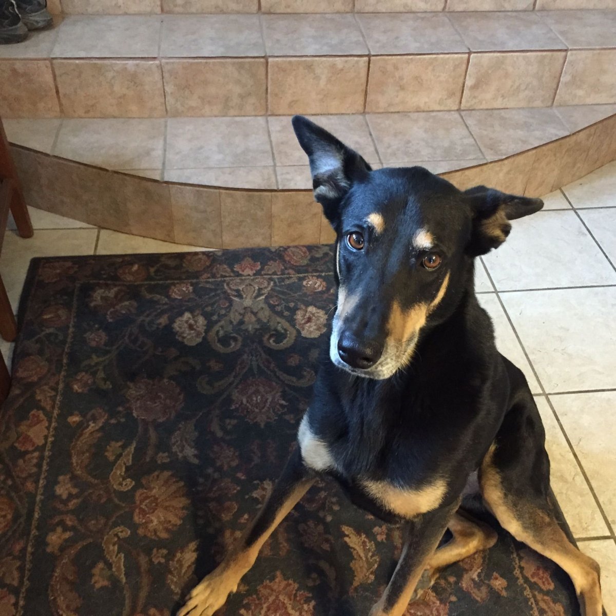 Метис хаски и добермана