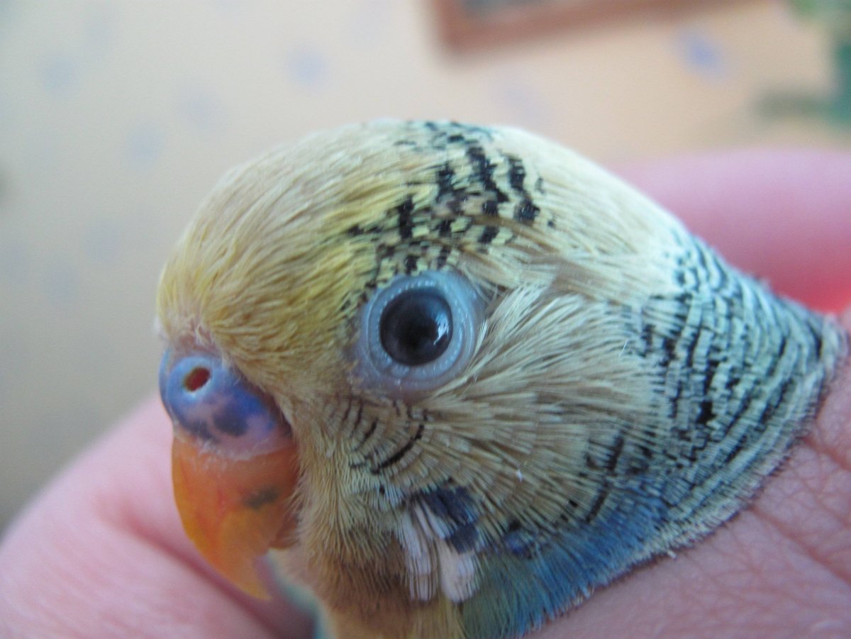 Леняние волнистого попугая