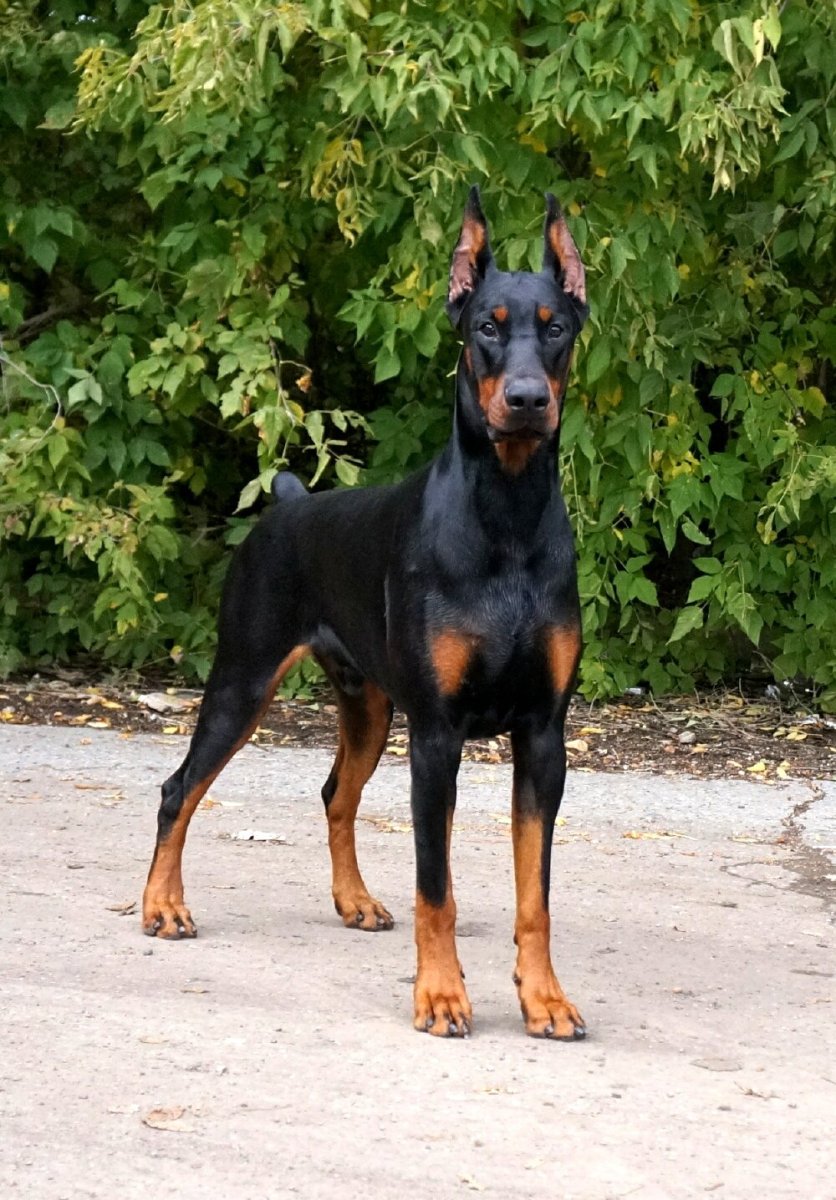 Доберман и Босерон