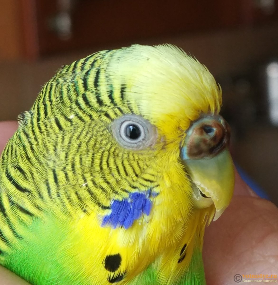 Нарост на восковице у волнистого попугая