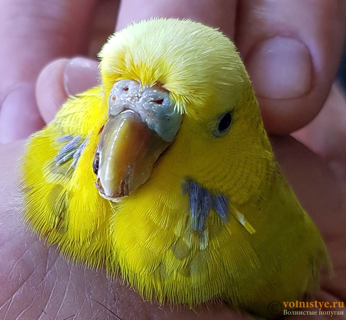 У волнистого попугая слоится восковица
