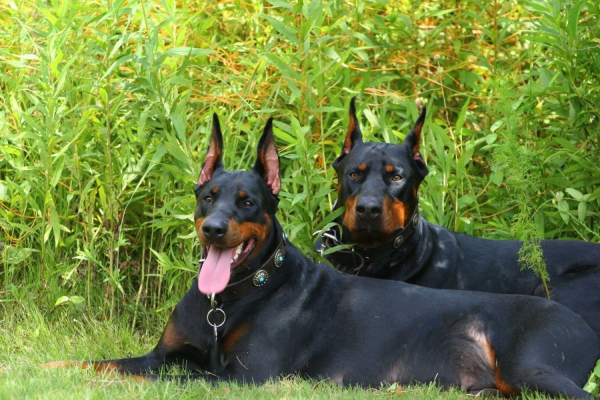 Немецкий Доберман