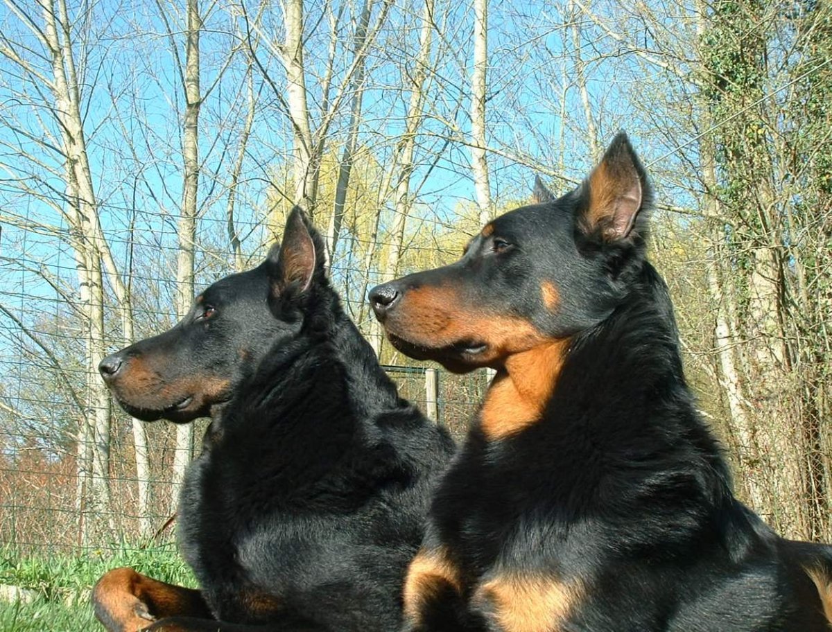 Немецкая овчарка Босерон метис