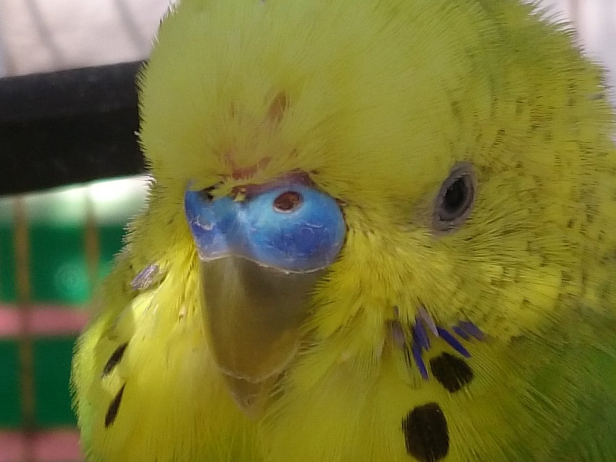 Здоровая восковица у волнистого попугая