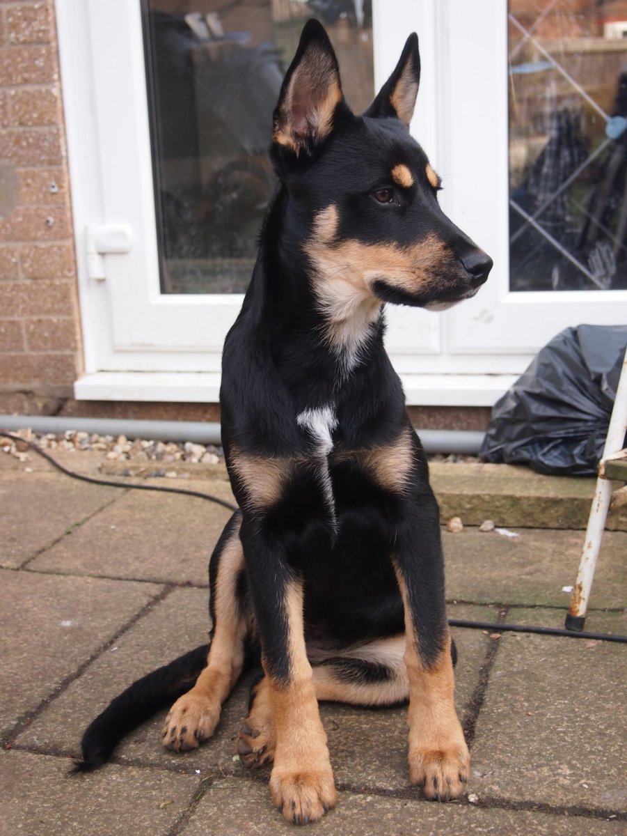 Метис добермана и овчарки