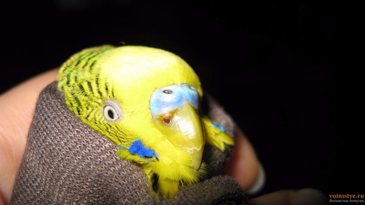 Восковица у волнистого попугая мальчика