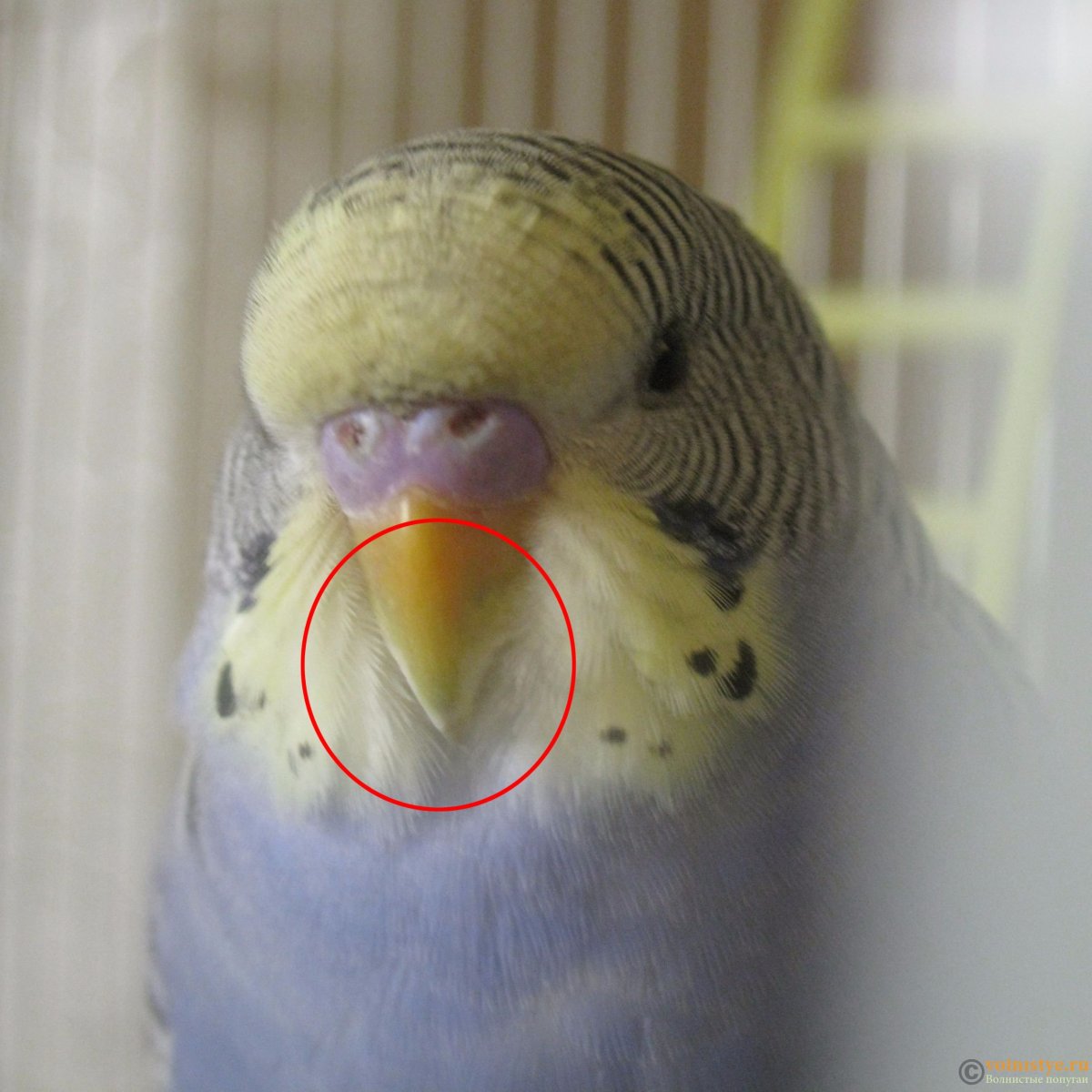 Budgie фке