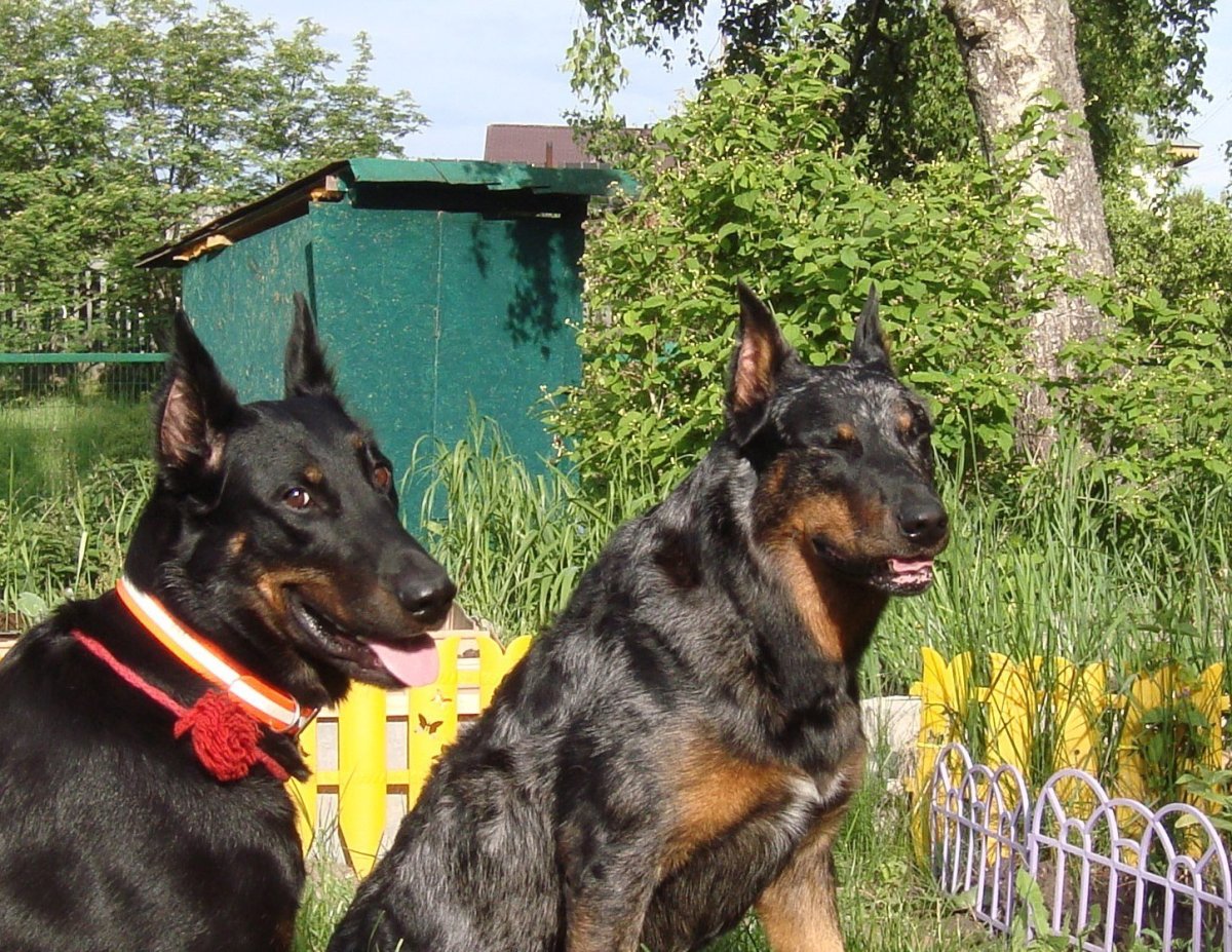 Босерон метис