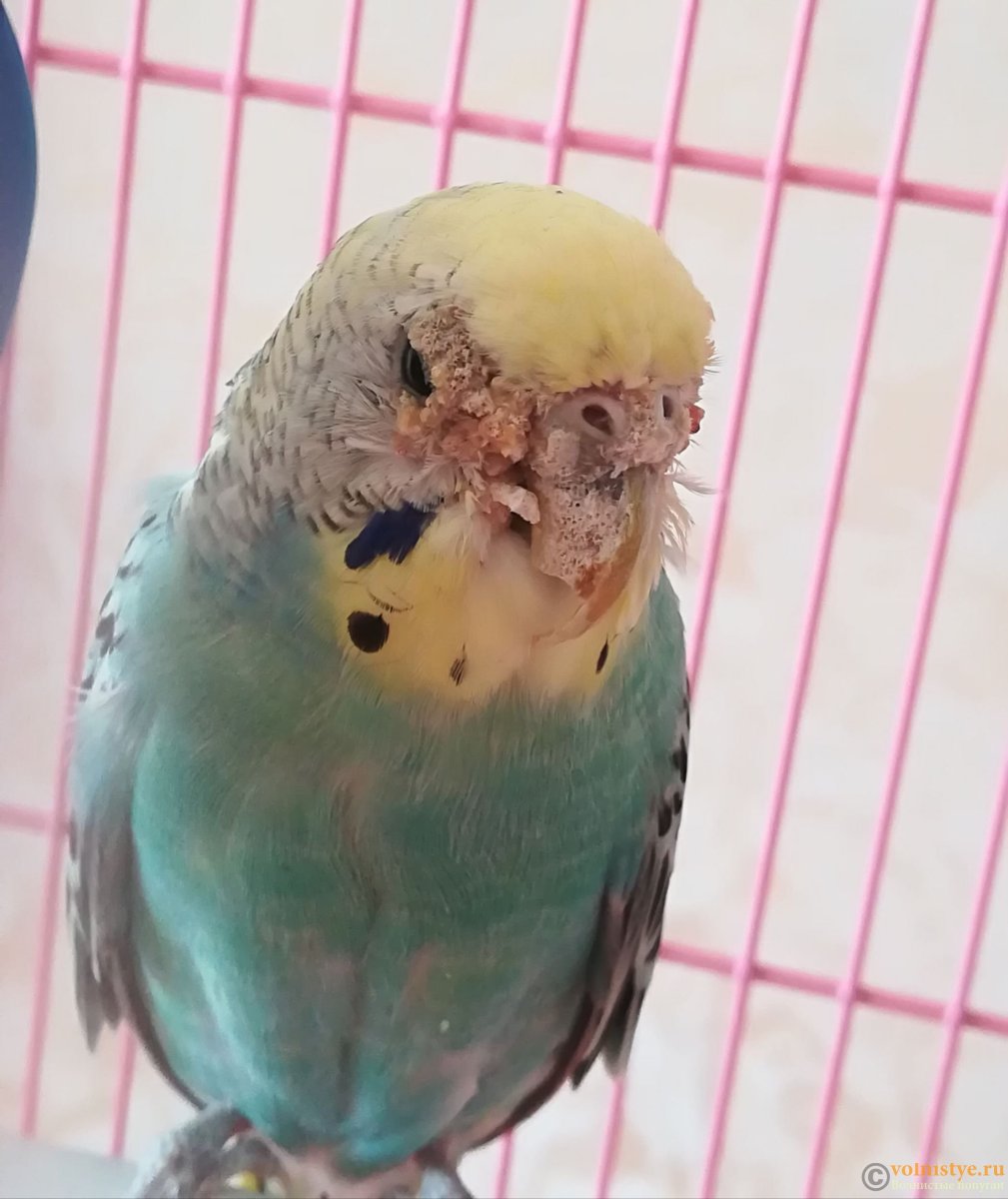 Нарост на клюве у волнистого попугая