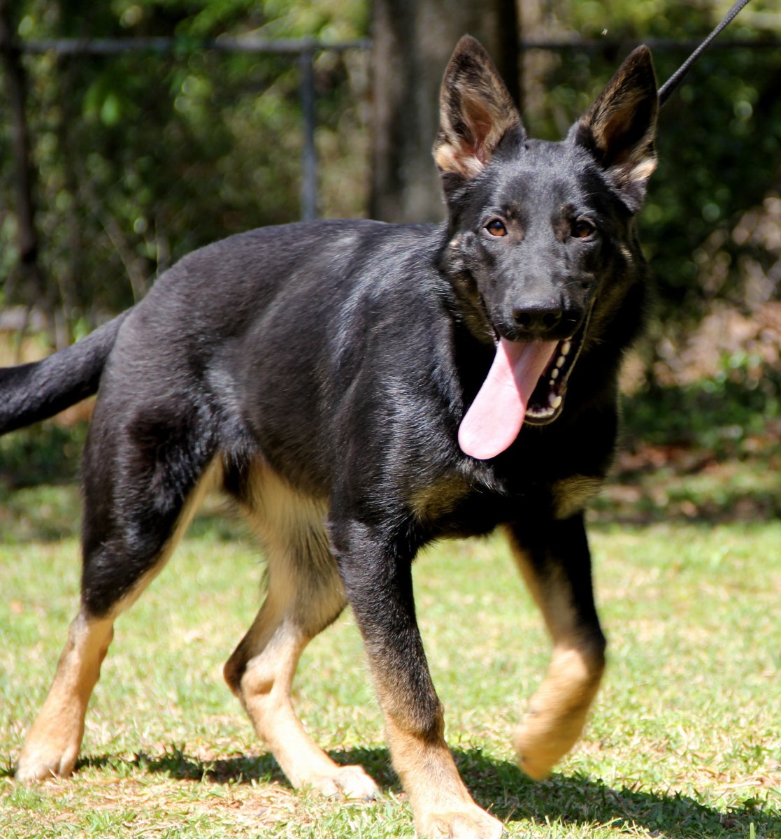 Метис добермана