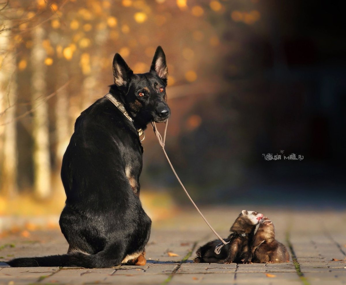 Доберман и овчарка