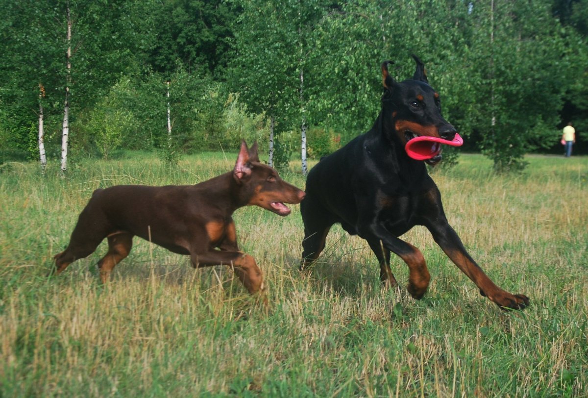 Метис РПБ И добермана