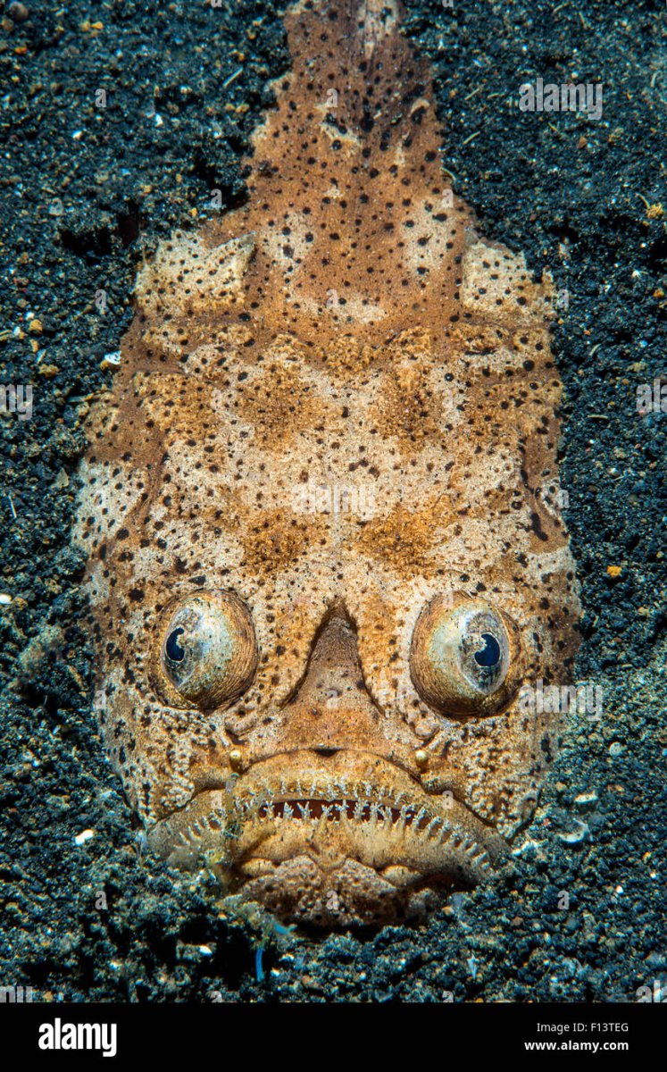 Бирюзовые морские обитатели