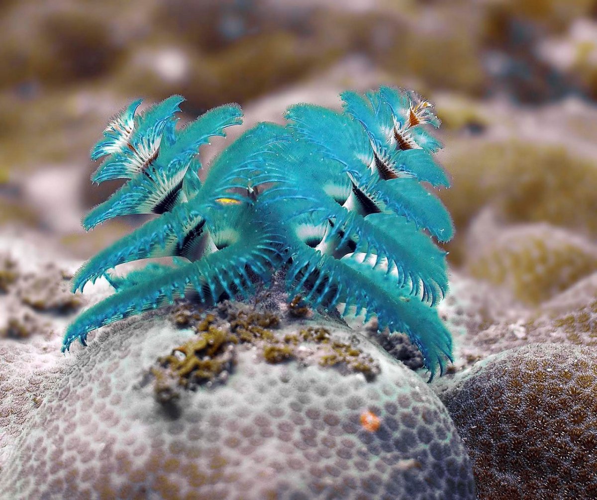 Морские обитатели медуза