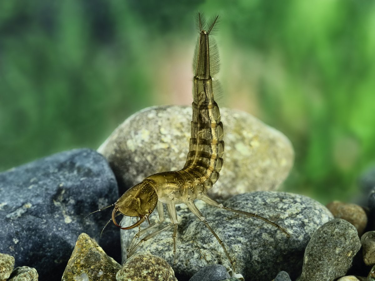 Фантастические насекомые