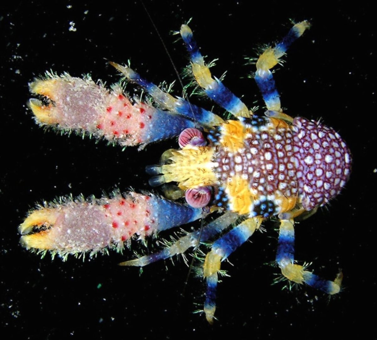 Омар в космосе