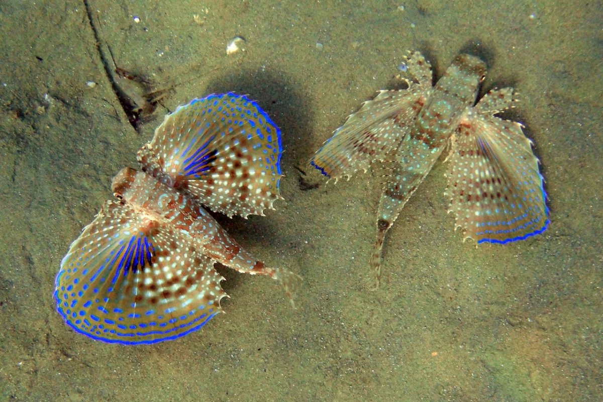 Наяда личинка