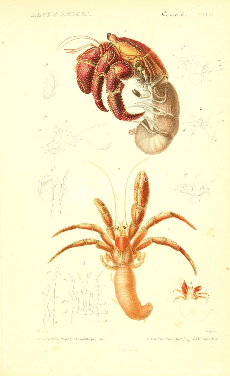 Креветка-богомол Мантис