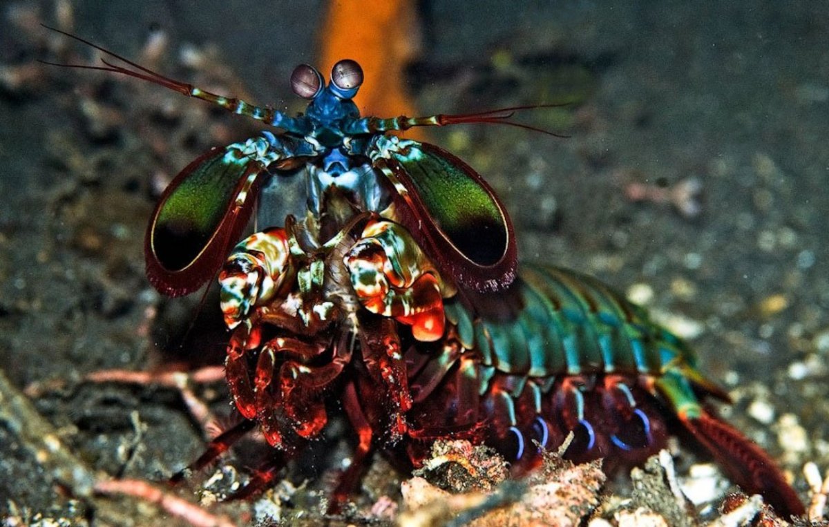 Павлиновая креветка-богомол