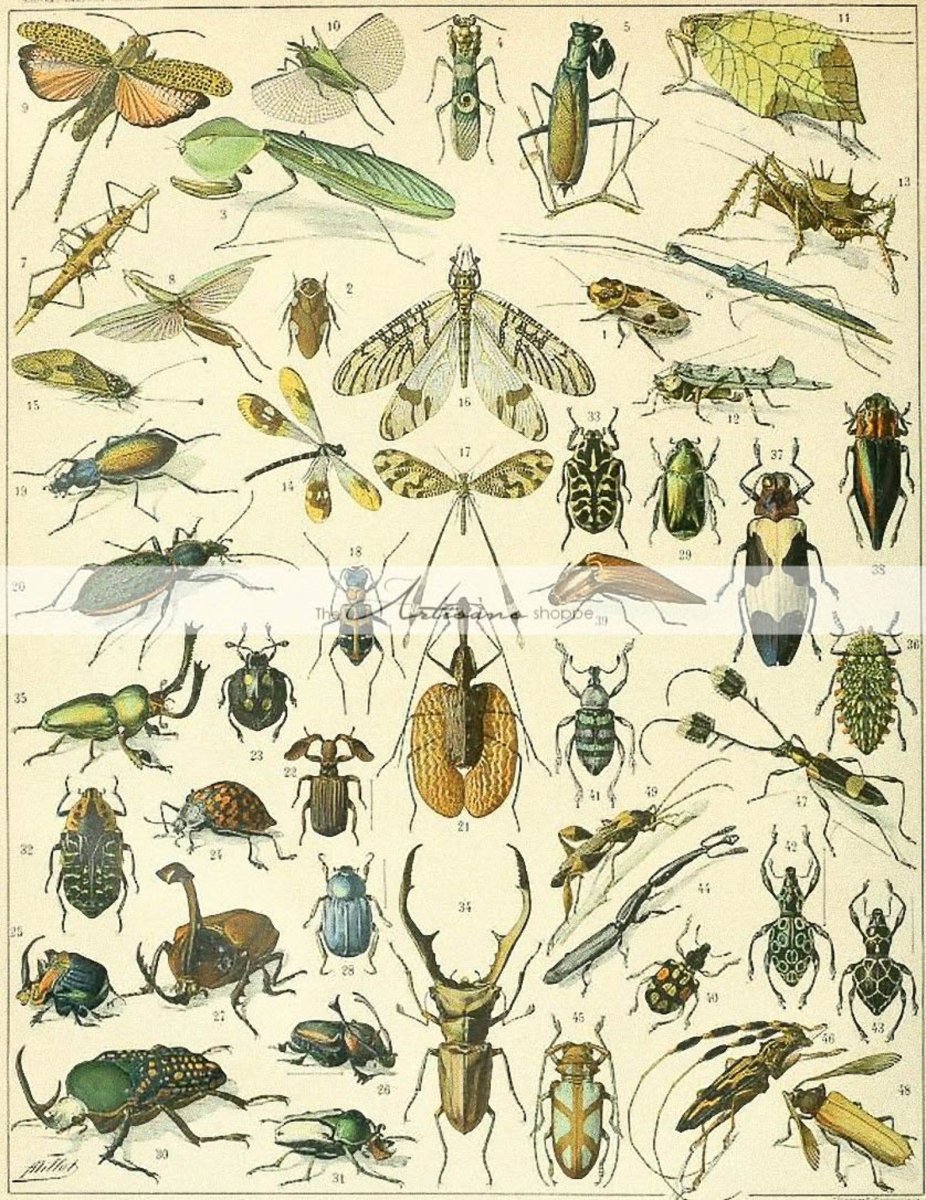 Гусеница "ленивый клоун" (Lonomia obliqua)