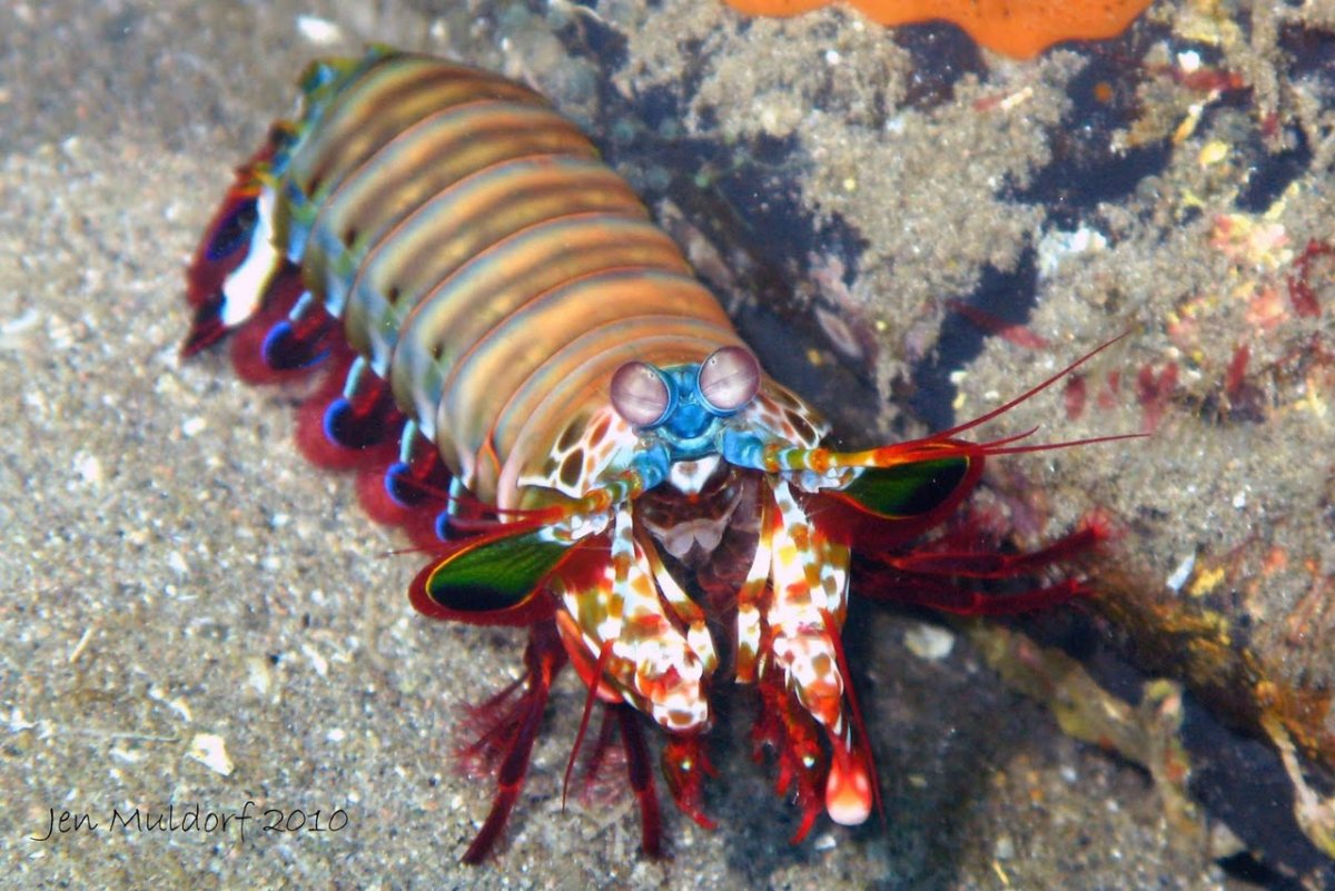 Рак-богомол роскошный (Арлекин)