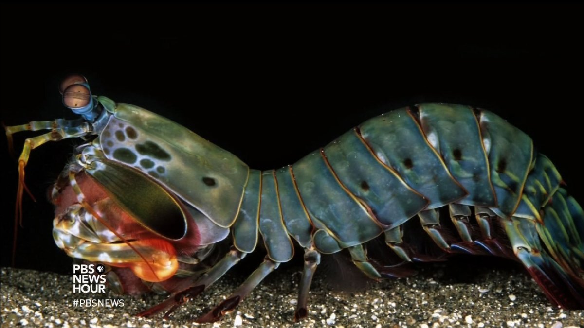 Гусеница бабочки слизневидки