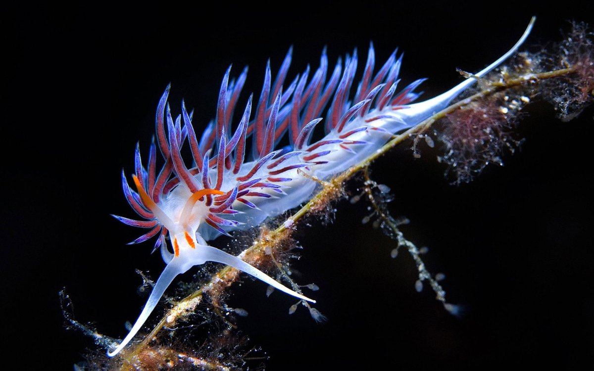 Рак-богомол Oratosquilla Oratoria