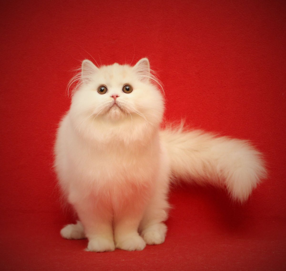 Шотландский хайленд страйт